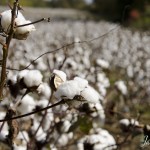 Tennessee Cotton Field